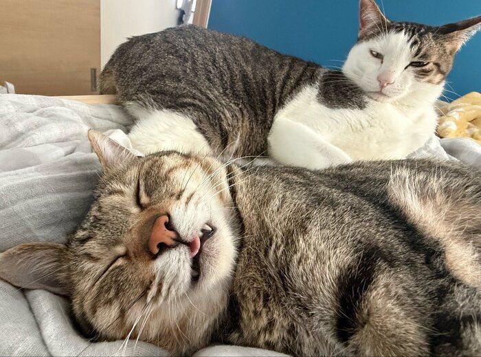 まったりする猫たち