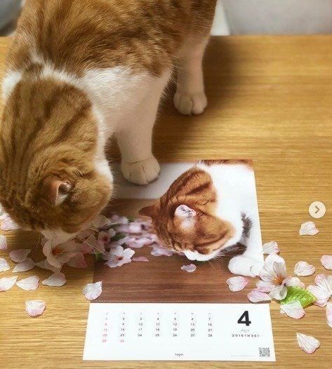 猫の後頭部のカレンダーと猫の後頭部