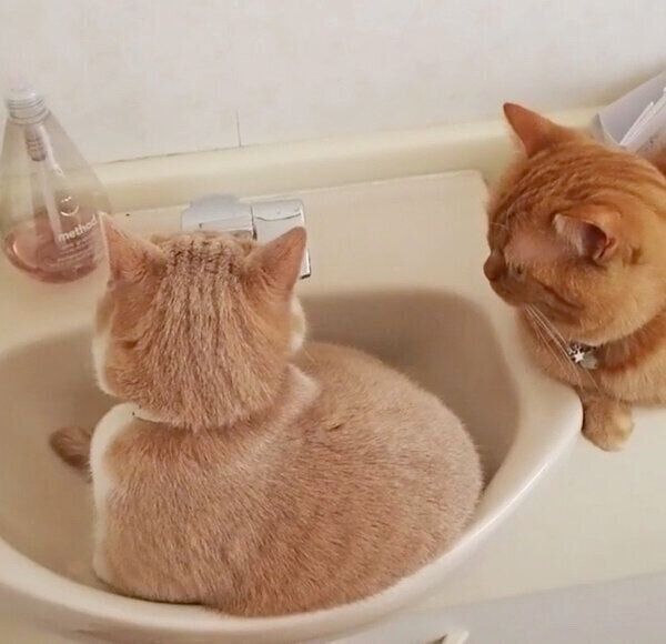 ボウルの中でくつろぐネネちゃん
