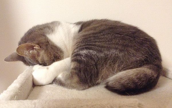 顔を隠す猫
