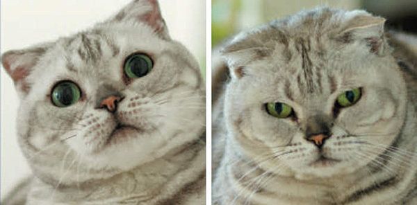 猫の瞳孔
