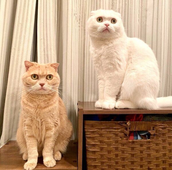 見つめるむくちゃんともろみちゃん