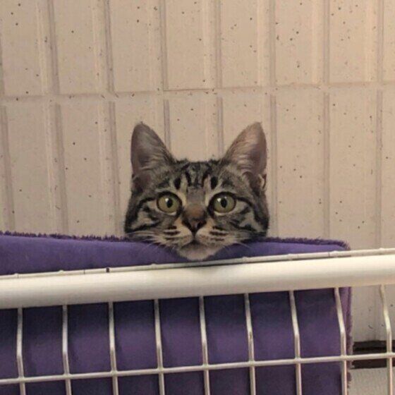 キジトラの粒こしょうちゃん