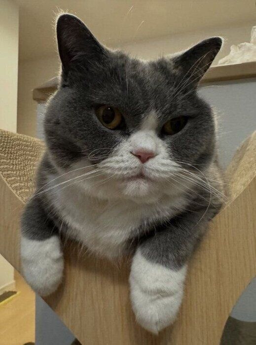 爪とぎの上でくつろぐブリティッシュショートヘア