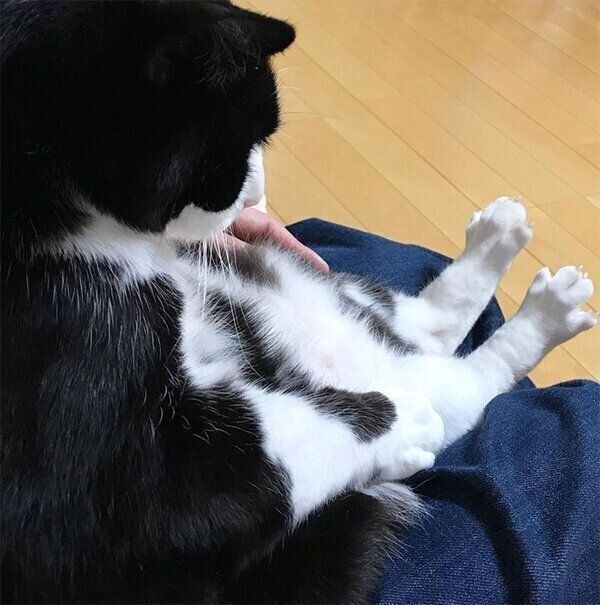 膝の上に乗るキキ様