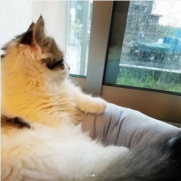 ニャルソック