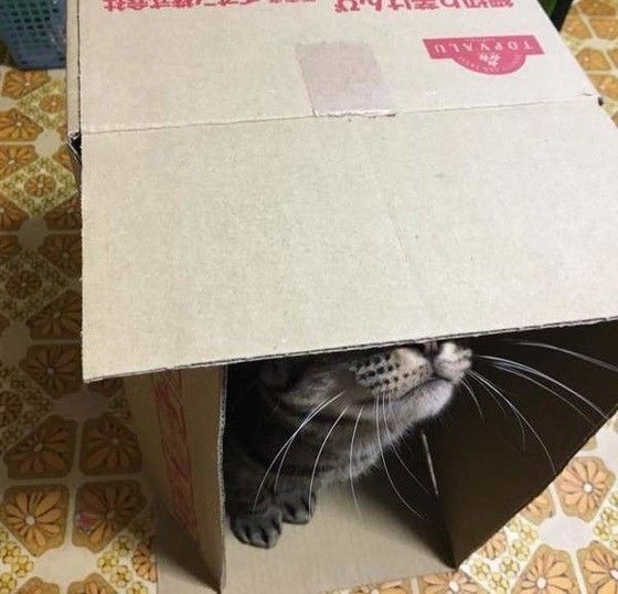 隠れる猫
