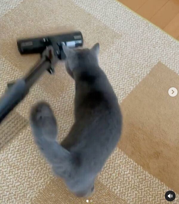 掃除機に近づくルナちゃん