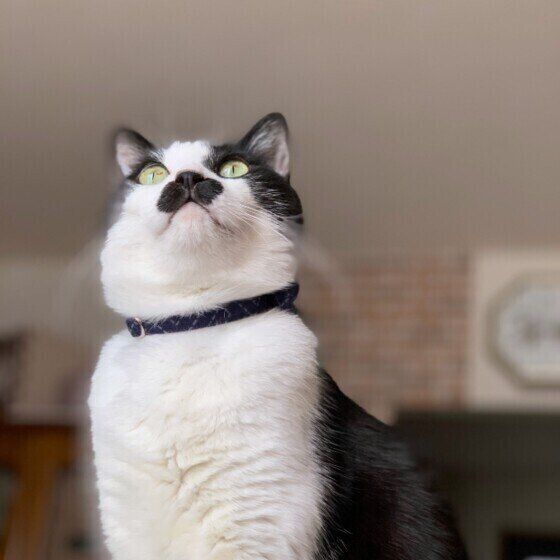 見上げる猫