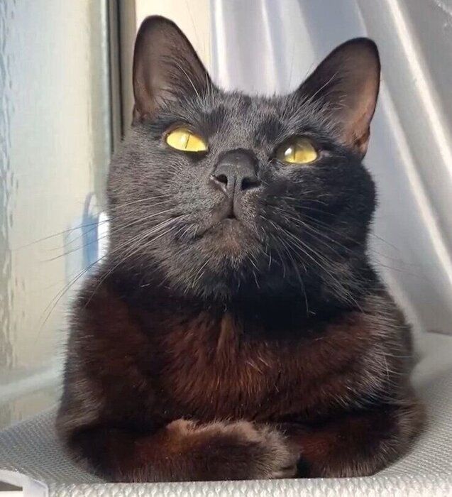 日向ぼっこ中の猫