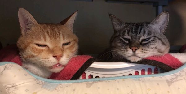 眠気と闘う猫