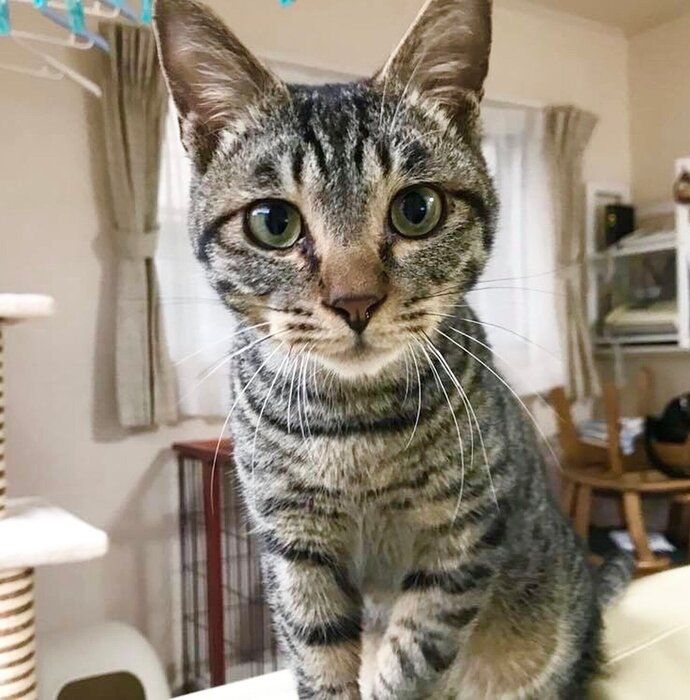 生後9カ月の猫