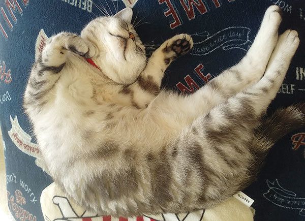 眠る猫