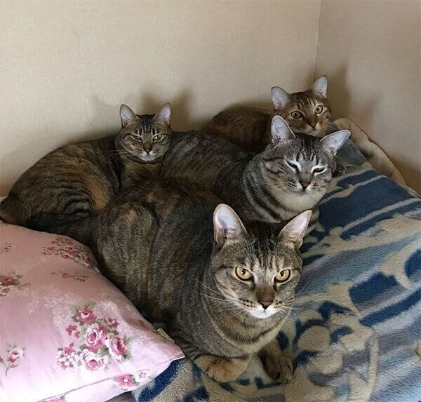 くっつく猫たち