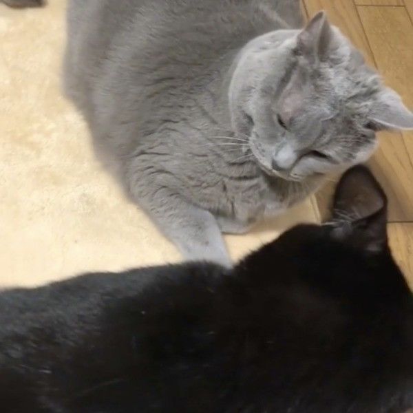 地蔵ニャンコ