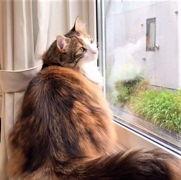 窓辺の猫