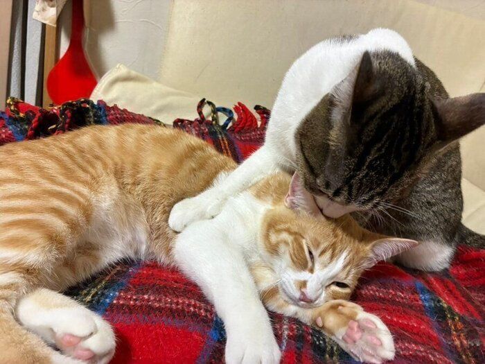 のんちゃんの毛づくろいをするなーちゃん