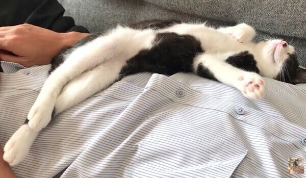 飼い主さんのお腹の上で無防備な姿で爆睡するむーくん