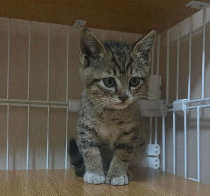 お迎えしたばかりのころのせなくん