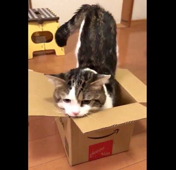 ダンボールの入り方のクセが強すぎるライちゃん