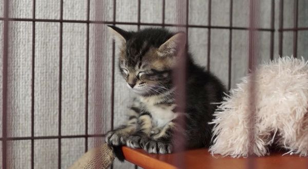 ウトウトする子猫