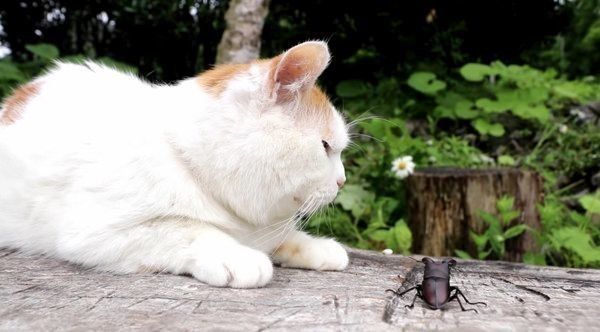 ノコギリクワガタと猫