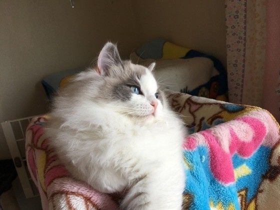 たそがれるメインクーン