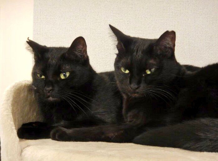 くっついて同じ表情をする2匹