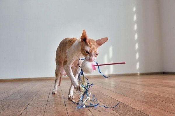 おもちゃで遊ぶ猫