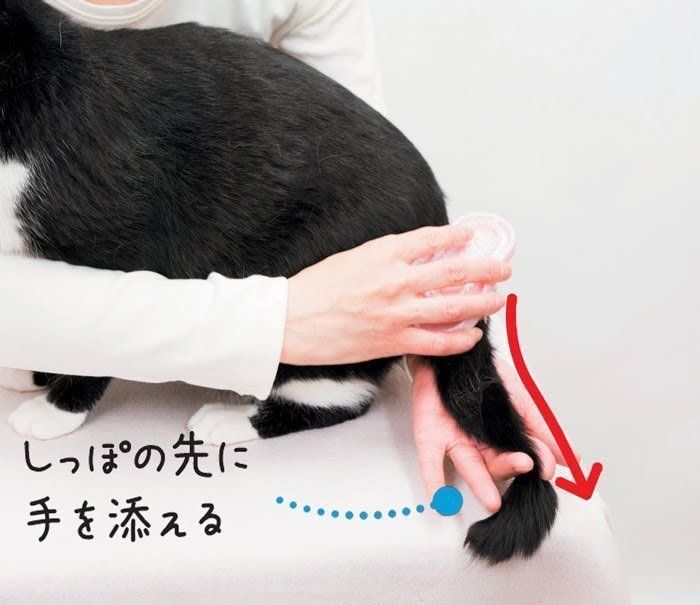 ステップ4