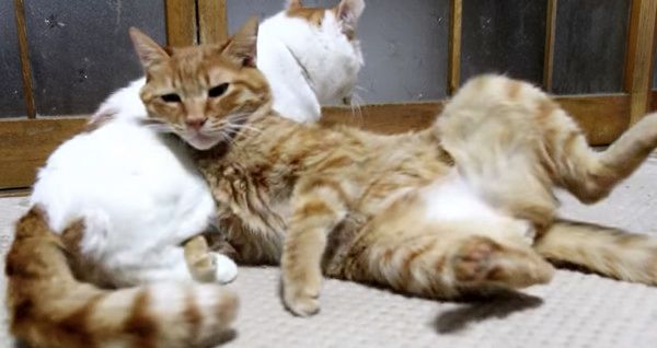 起きる猫