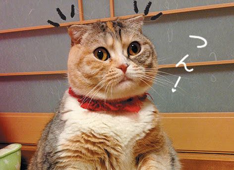 耳がピンとなる猫/「ねこのきもち」2016年11月号