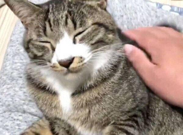飼い主さんに寄り添うちゃむのすけくん