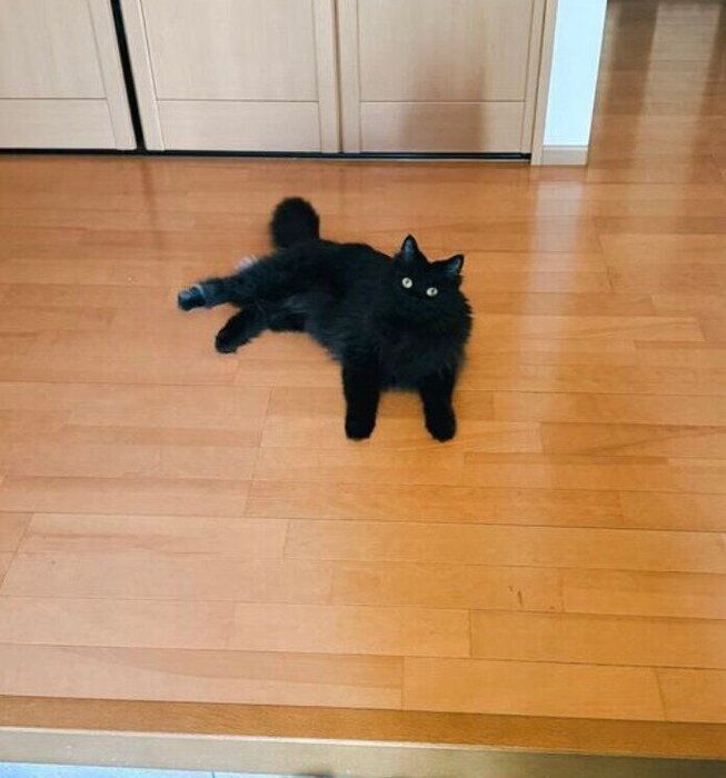 玄関で飼い主さんを待つおこげくん