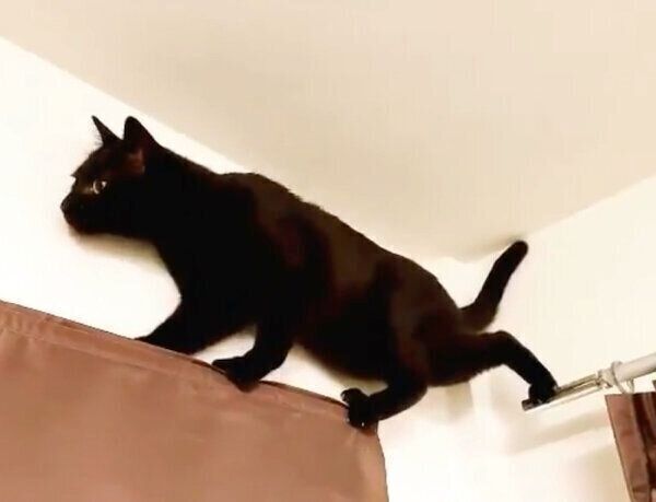 カーテンレールの冒険に挑む猫 ドヤ顔 の直後 思わぬ結末に ねこのきもちweb Magazine