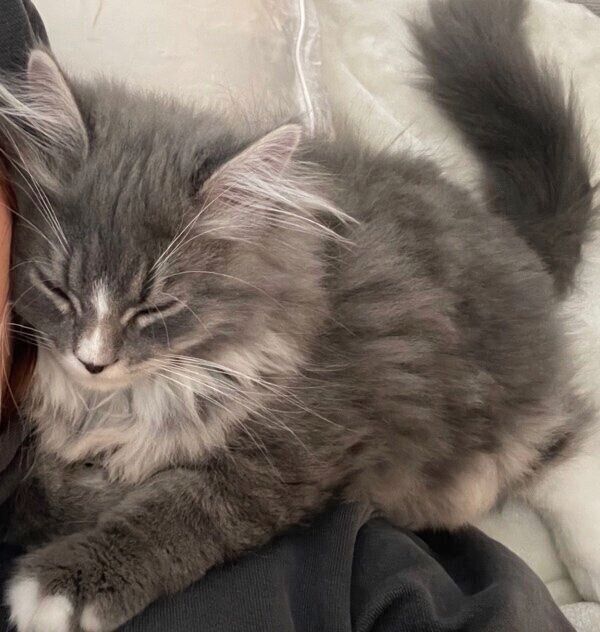 寝起きに甘えに来てくれたときのにびちゃん