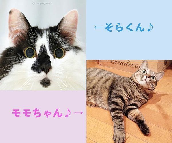 @riepoyonnさんの愛猫・そらくん/@momoto.22さんの愛猫・モモちゃん