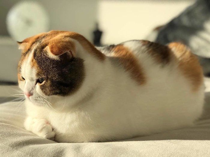 朝日を浴びながら香箱座りする猫