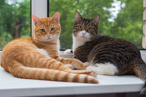 窓辺に座る2匹の猫