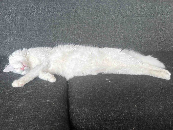 ソファで寝ている猫