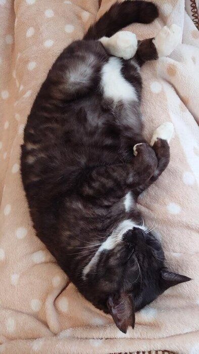 膝の上で寝る猫