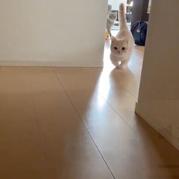 飼い主さんをお出迎えするむぎちゃんとあおちゃん