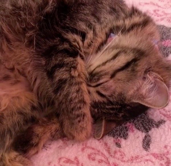 眠る猫