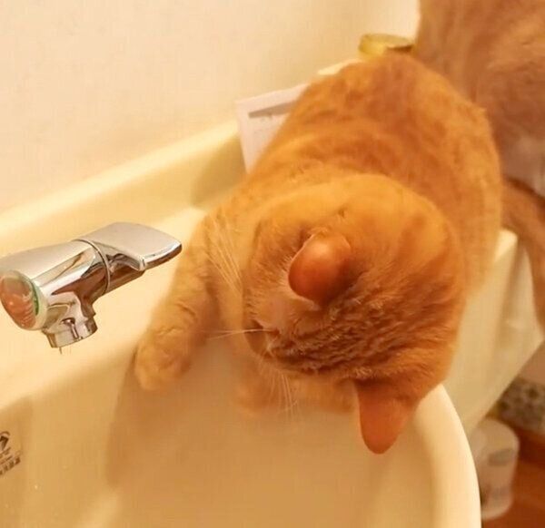 蛇口から水道水が飲めるようになったココちゃん