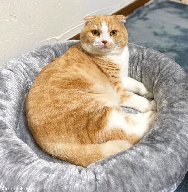 ニトリのペットベッドでまったりするもちさん