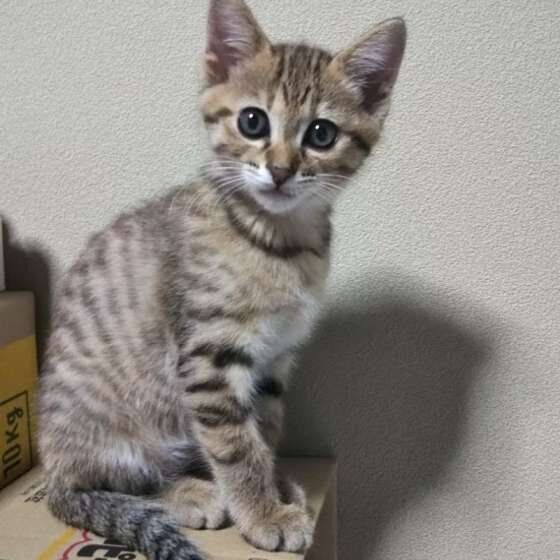見つめる猫