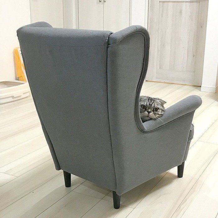 @tacos_cat