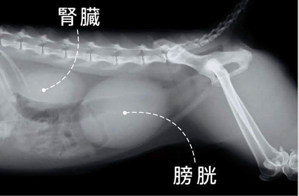冬に注意したい猫の病気「尿石症」とは
