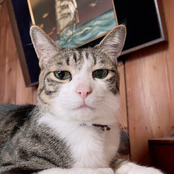 くつろぐ猫