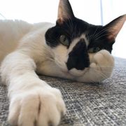 リュックと愉快な仲間たち に関する記事一覧 ねこのきもちweb Magazine リュックと愉快な仲間たち に関する記事一覧 ねこのきもちweb Magazine